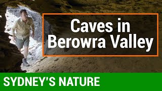 SYDNEY GUIDED TOURS  Caves in Berowra Valley National Park [upl. by Gothar]