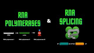 USMLE Step 1  Lesson 13  RNA polymerases and RNA splicing [upl. by Unity]