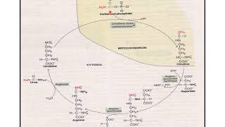 Urea Cycle and its metabolic disorders [upl. by Guenzi]