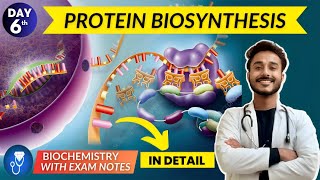 protein biosynthesis  translation biochemistry  translation in eukaryotes with animation [upl. by Nereids]