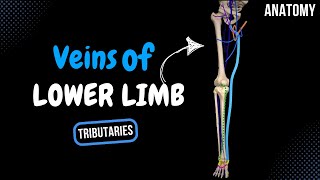 Veins of the Lower Limb Division Tributaries  Anatomy [upl. by Belter]