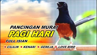 🔴 LIVE 56  pancingan PAGI HARI 100 bikin MURAI BATU GACOR bongkar isian Cililin gacor [upl. by Shakespeare78]