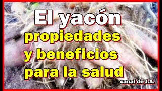 El yacón propiedades y beneficios para la salud [upl. by Ahtaga]