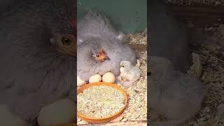 Pekin Chicks Pekin bantams😍🥰 [upl. by Anaoj457]