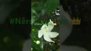 💮🌼Tabernaemontana DivaricataPinwheel flowers AmazingYoutube shorts04 [upl. by Bennet961]