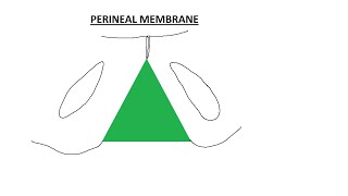 Perineal membrane Inferior fascia of the urogenital diaphragm structures piercing the perineal mem [upl. by Itin918]