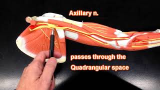 Nerves of the Upper Extremity [upl. by Bamberger]