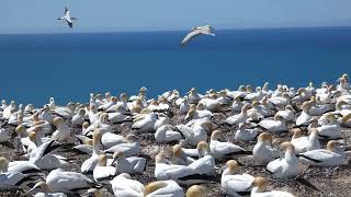 Gannet colony at Cape Kidnappers New Zealand [upl. by Kho]