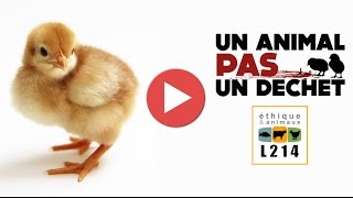 Broyage des poussins dans un couvoir en France  2014 [upl. by Ayoral862]