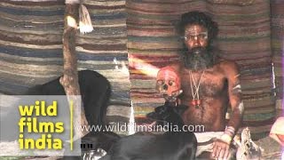 Aghori baba petting stray dogs [upl. by Doscher881]