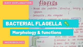 BACTERIAL FLAGELLA  STRUCTURE amp MOTILITY  FUNCTION BACTERIAL MORPHOLOGY  TYPES OF FLAGELLA [upl. by Clyte]