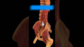 Psoas Major Muscle Function youtube youtubeshorts ytshorts anatomy [upl. by Eenwahs]