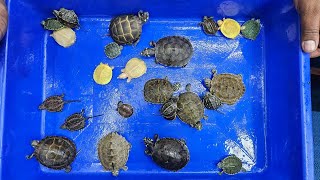 Turtle Shop Karnataka Aquarium [upl. by Relyuhcs538]