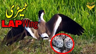 Untold Facts About Teetri Bird in UrduHindi  Amazing Facts About Lapwing  2023 [upl. by Moreno497]