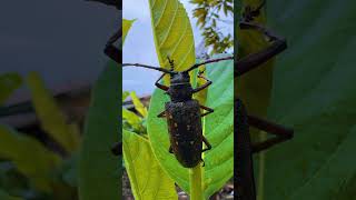 The Secret Life of Tropical Longhorn Beetle 🪲 longhornbeetle longhorns beetle tropical insects [upl. by Aenad]