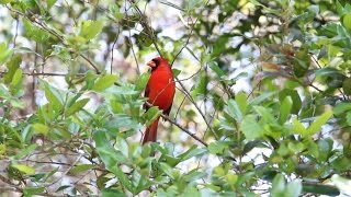 Male Northern Cardinal Red Bird Calling and Singing  HD 1080p [upl. by Adelia211]