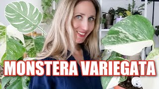 🌿 Comment entretenir le monstera variegata et où lacheter [upl. by Ahsiekar]