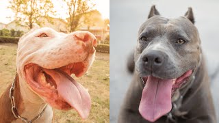 Pitbulls Being Wholesome EP52  Funny and Cute Pitbull Compilation [upl. by Erdua]