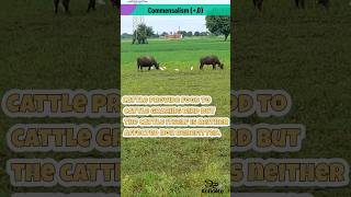 Cattle grazing bird Egret  Commensalism example neet2025 [upl. by Kostman236]