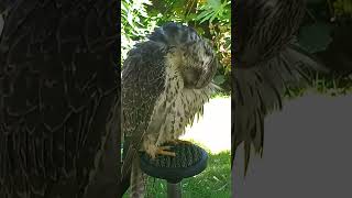 FALCON PREENING [upl. by Kcirdes]