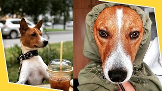 BASENJI 🐕 Watch This Before Getting A Basenji Puppy 🐕 Pros amp Cons of the Basenjis Dog Breed Puppies [upl. by Derry]