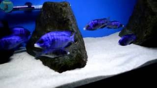 Placidochromis Phenochilus  MDOKA WHITE LIPS  Lake Malawi African Cichlids  Update 5 [upl. by Ertnom810]