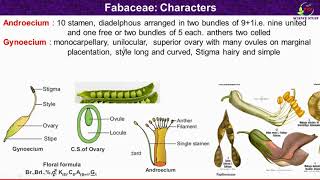 Fabaceae Family FeaturesMorphological and Floral Characteristics of Fabaceae [upl. by Nogem]