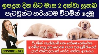 ඉපදුන දින සිට මාස දෙක දක්වා සුනඛ පැටවුන්ට හරියටම විටමින් කැල්සියම් සහ වෙනත් පෝෂණ අතිරේක දෙමු [upl. by Ninehc]