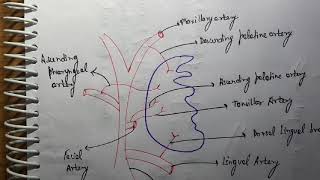 Tonsil Blood supply ENT [upl. by Eisenhart]