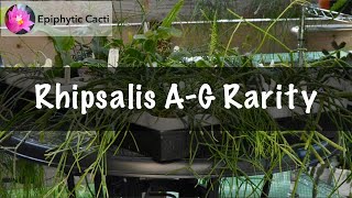 Rhipsalis Species AG Rarity [upl. by Hazard]