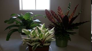 Calathea Timelapse [upl. by Charbonnier311]