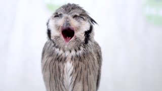 Big Owl yawn  White Faced Scops Owl [upl. by Arreis]