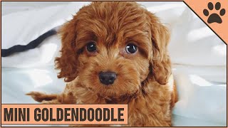 Mini Goldendoodle  The Miniature Size Goldendoodle [upl. by Adamina]