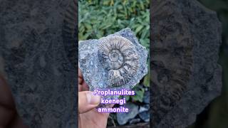 Middle jurassic ammonite fossil with pathology proplanulites koenegi fossiladdict [upl. by Ervin775]