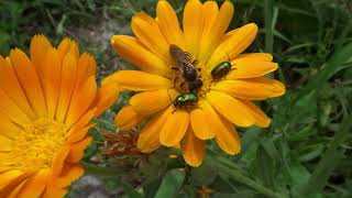 Insecte pe flori de galbenele  Insects on marigolds [upl. by Ardnaeel]