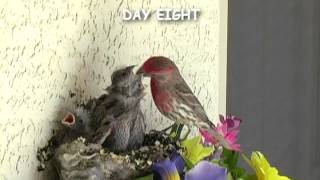 Baby Birds  House Finch  Mom and Dad feeding four babies in the nest [upl. by Neroled696]