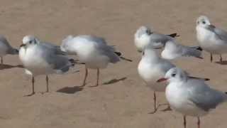 Möwen am Strand von Malgrat de Mar [upl. by Yroggerg]