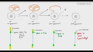 56 Telomeres and its importance Cambridge AS amp A Level Biology 9700 [upl. by Airdna943]