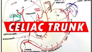 Coeliac Trunk Relation Branches Abdominal Anatomy [upl. by Brosine]