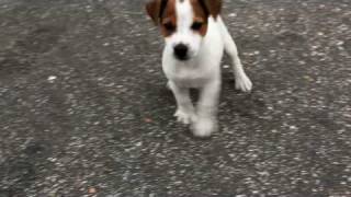 60 Day Jack Russell Terrier puppy [upl. by Stubstad]