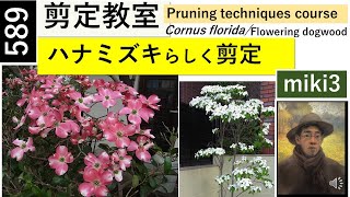 589 ハナミズキらしく剪定する Pruning Dogwood Naturally miki3 [upl. by Irrehs]