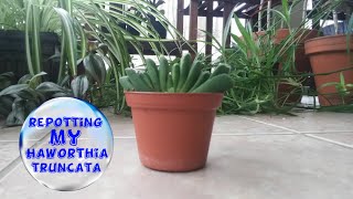 Repotting My Haworthia Truncata [upl. by Godart]