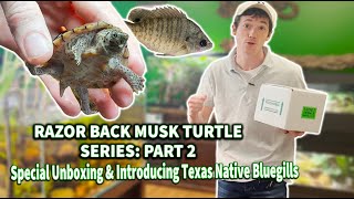 Unboxing Razor Back Musk Turtles and Introducing Texas Bluegills [upl. by Abibah12]