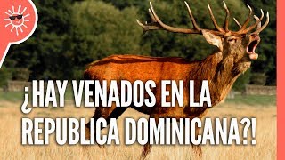 TRUJILLO trajo estos VENADOS a República Dominicana  Animales invasores de 🇩🇴 [upl. by Leitman982]