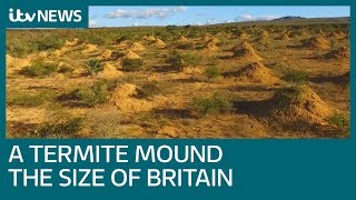 Termite mounds covering area size of Britain found in Brazil  ITV News [upl. by Eicram433]