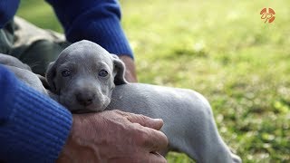 Allevamento Weimaraner Gli angeli di Casa Zanella Dogbauer it [upl. by Ahseei136]