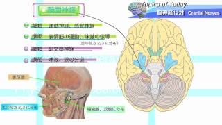 脳神経12対 Cranial Nerves ：理学療法士による身体活動研究 [upl. by Alyakem]