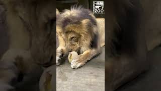 John the Lion Loves Ostrich Eggs  Cincinnati Zoo shorts [upl. by Zullo]