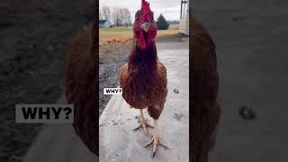 Why don’t they haha chickens joke [upl. by Otreblanauj]