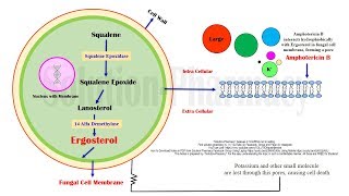 Amphotericin B Mechanism of Action  Amphotericin B Antifungal Medicines in Black Fungus Disease [upl. by Poole]